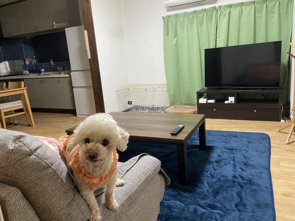 わんだふるHOUSE-7