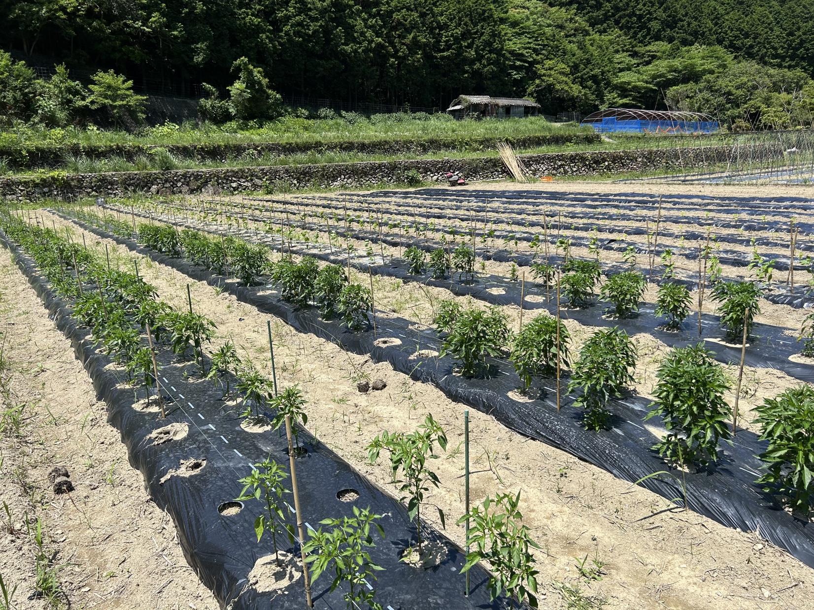 野菜農業体験ツアー-1